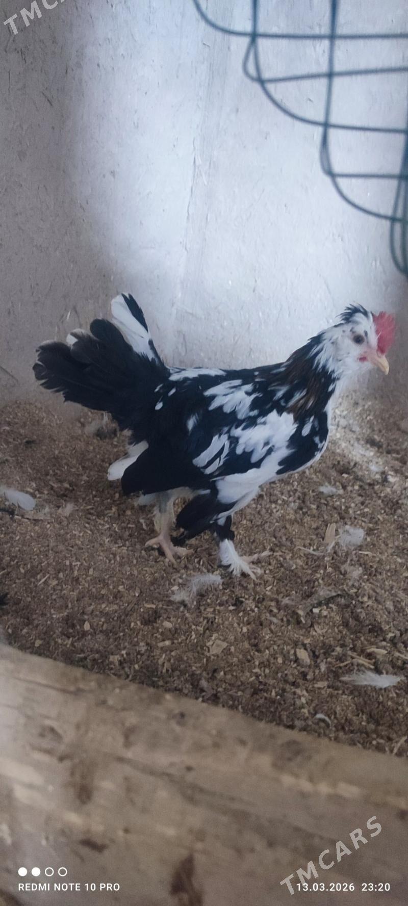 Karlik para - Daşoguz - img 1