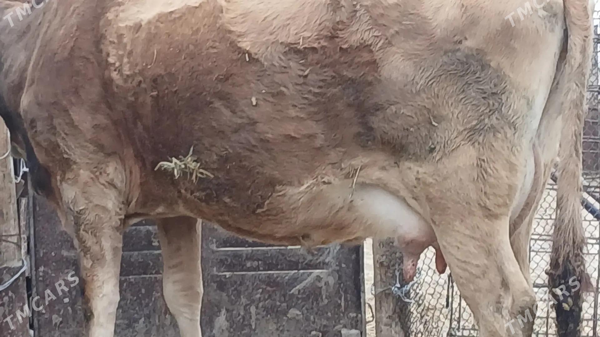 Goleli sygyr - Ak bugdaý etraby - img 1