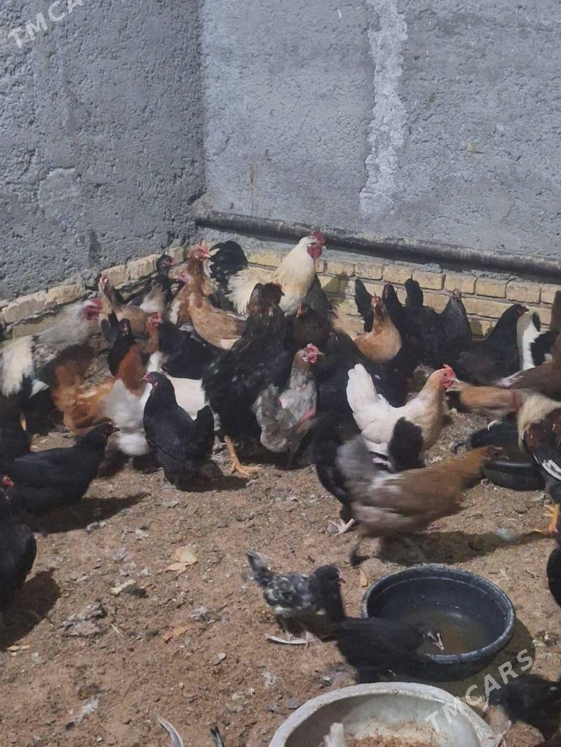 dogotan tovuk - Türkmenabat - img 1