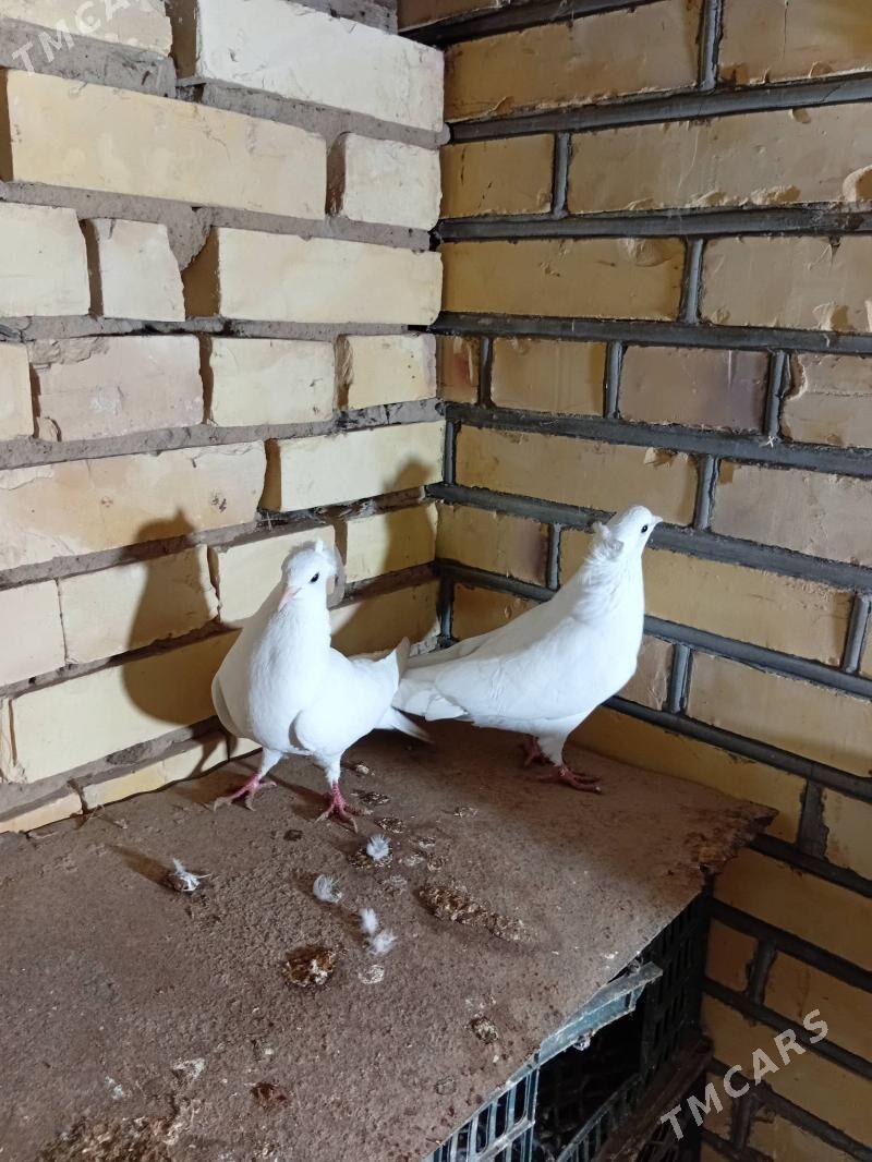 kepderi - Mary - img 1