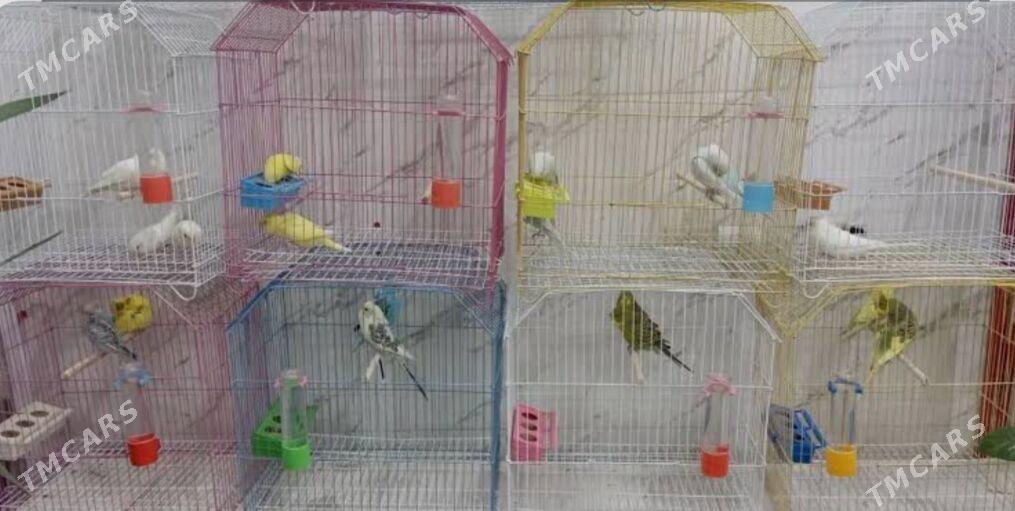 popugay komplekt guslar - Aşgabat - img 1