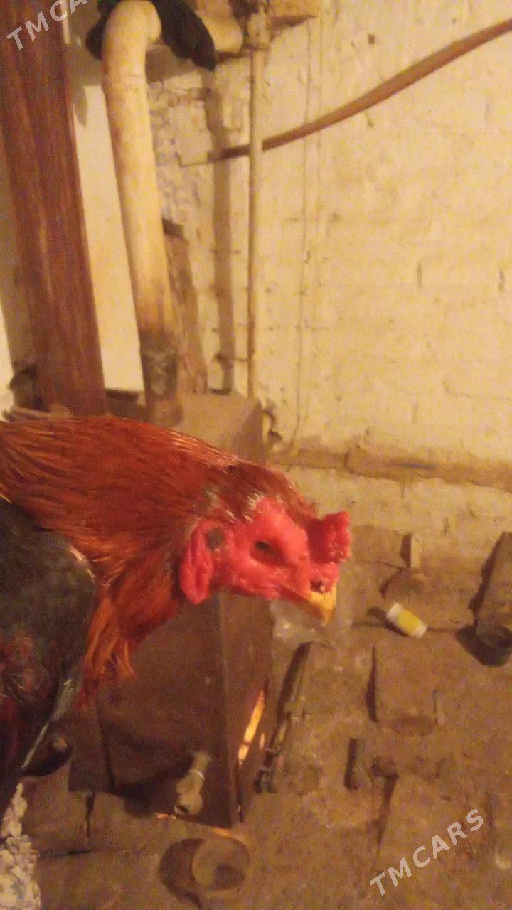 Horaz - Şabat etr. - img 1