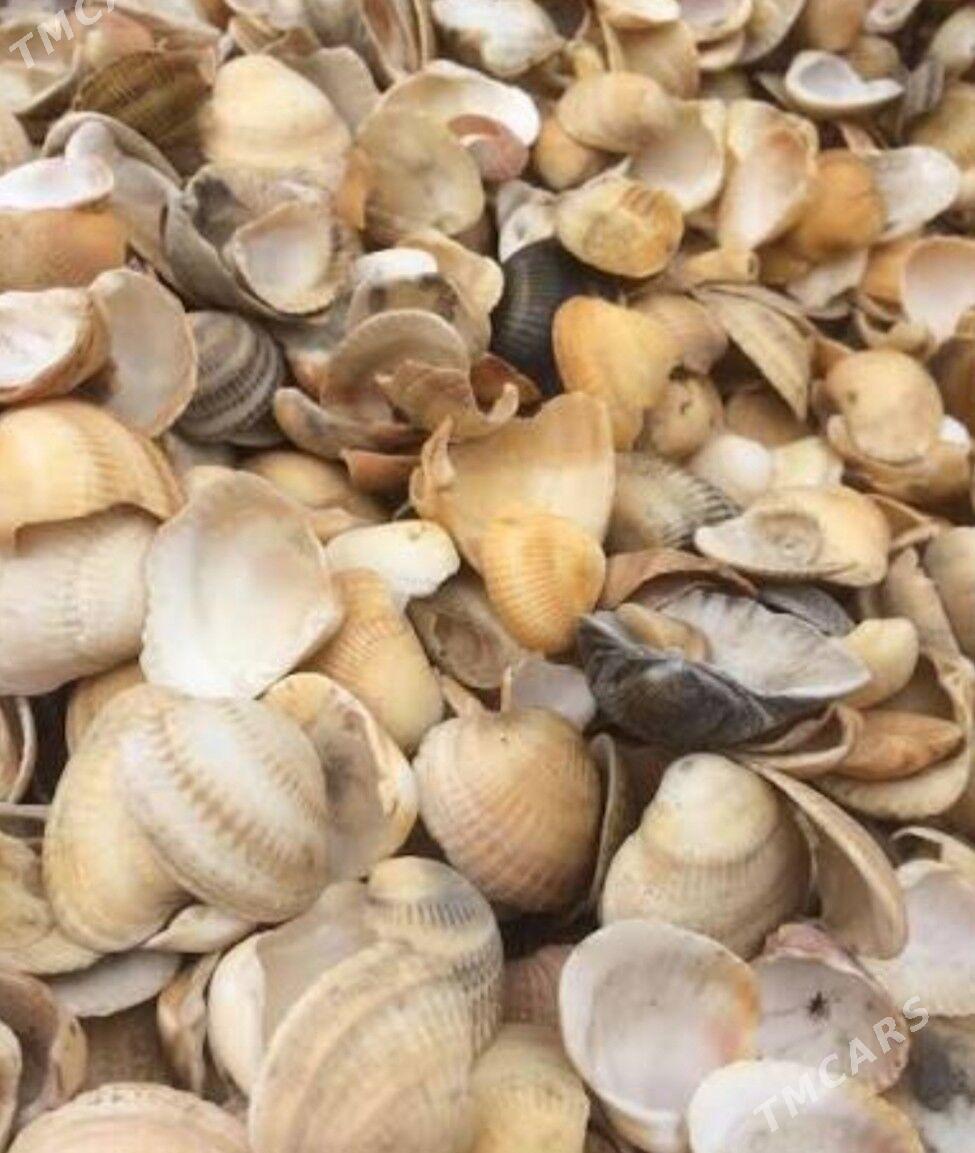 rakuska towuklara im ucin - Türkmenbaşy - img 1