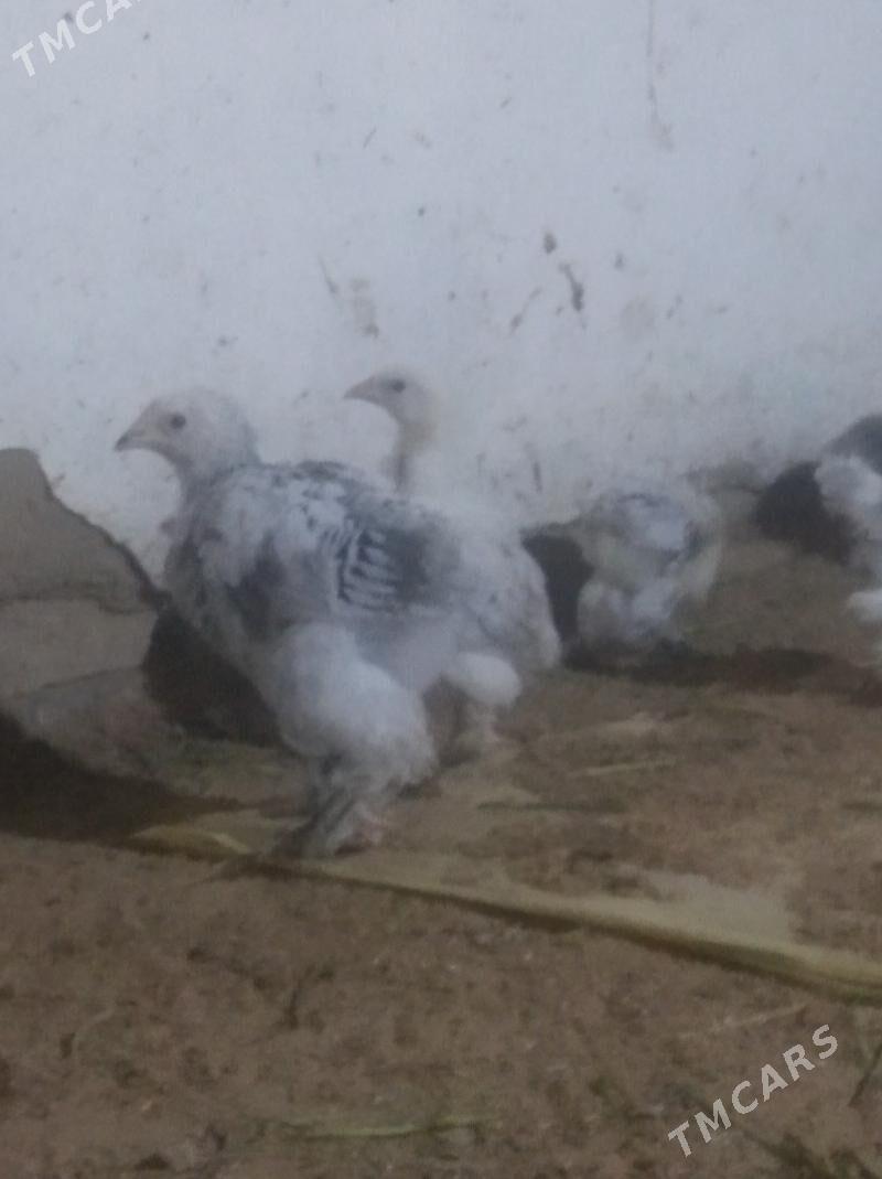 Jüýje - Baýramaly - img 1