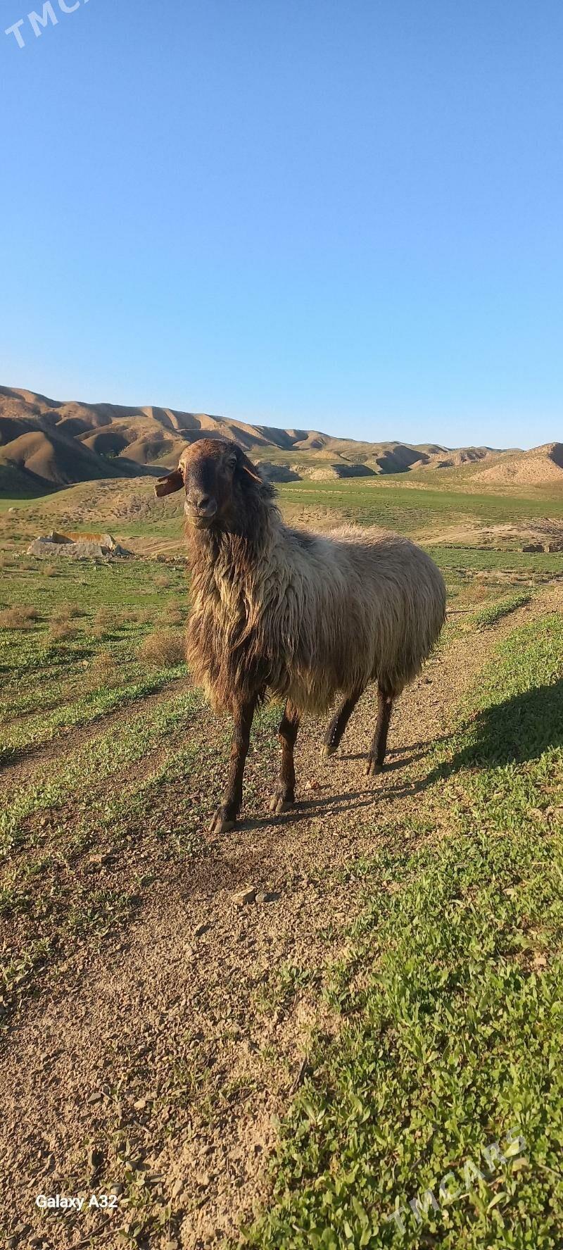 Goç - Magtymguly - img 1