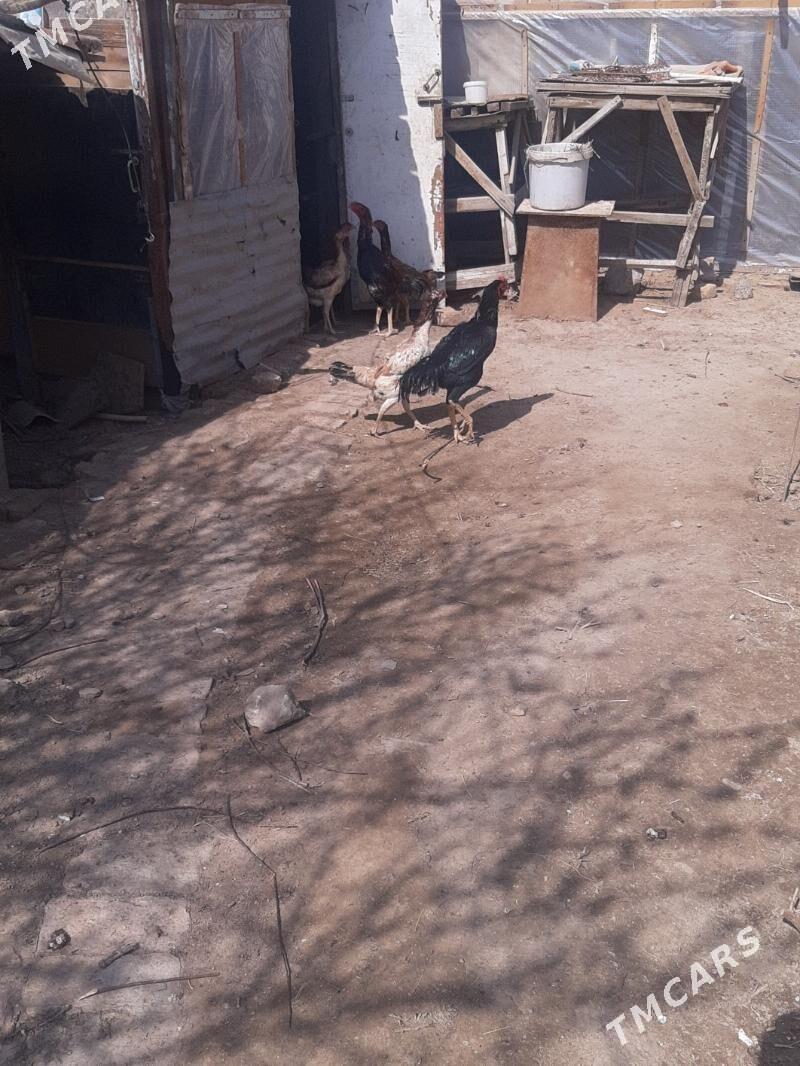 bayes juyje - Mary - img 1