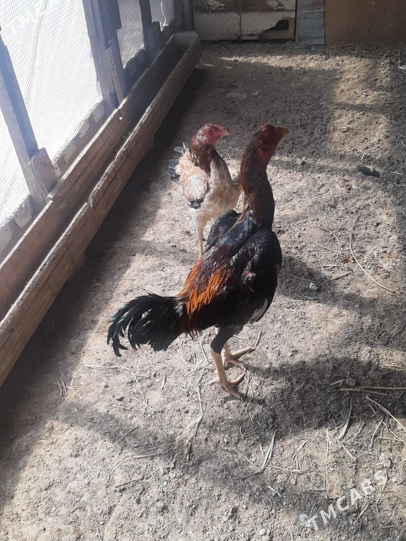 bayes horaz - Mary - img 1