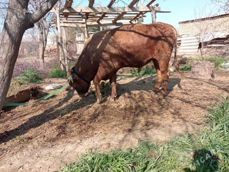 öküz - Baýramaly - img 1