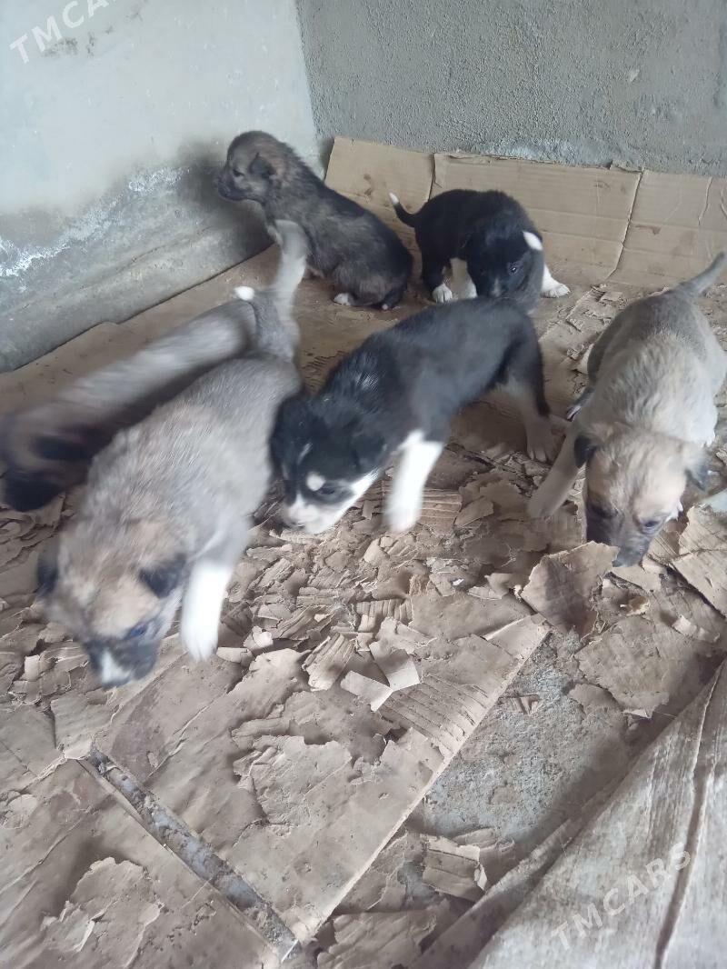 Haski gvjvk - Kaka - img 1