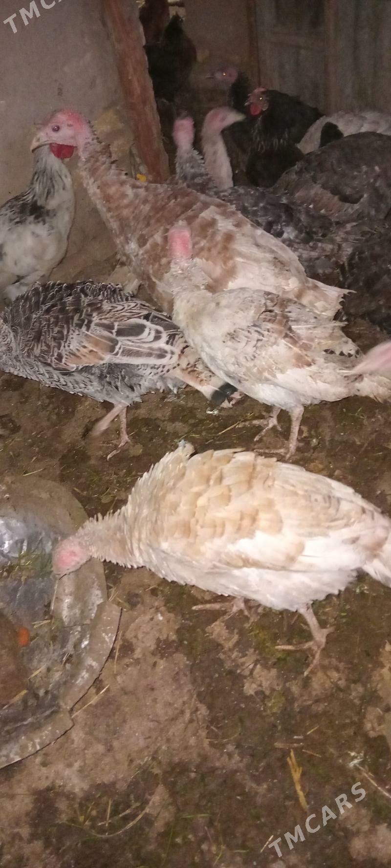 induk juje - Sakarçäge - img 1