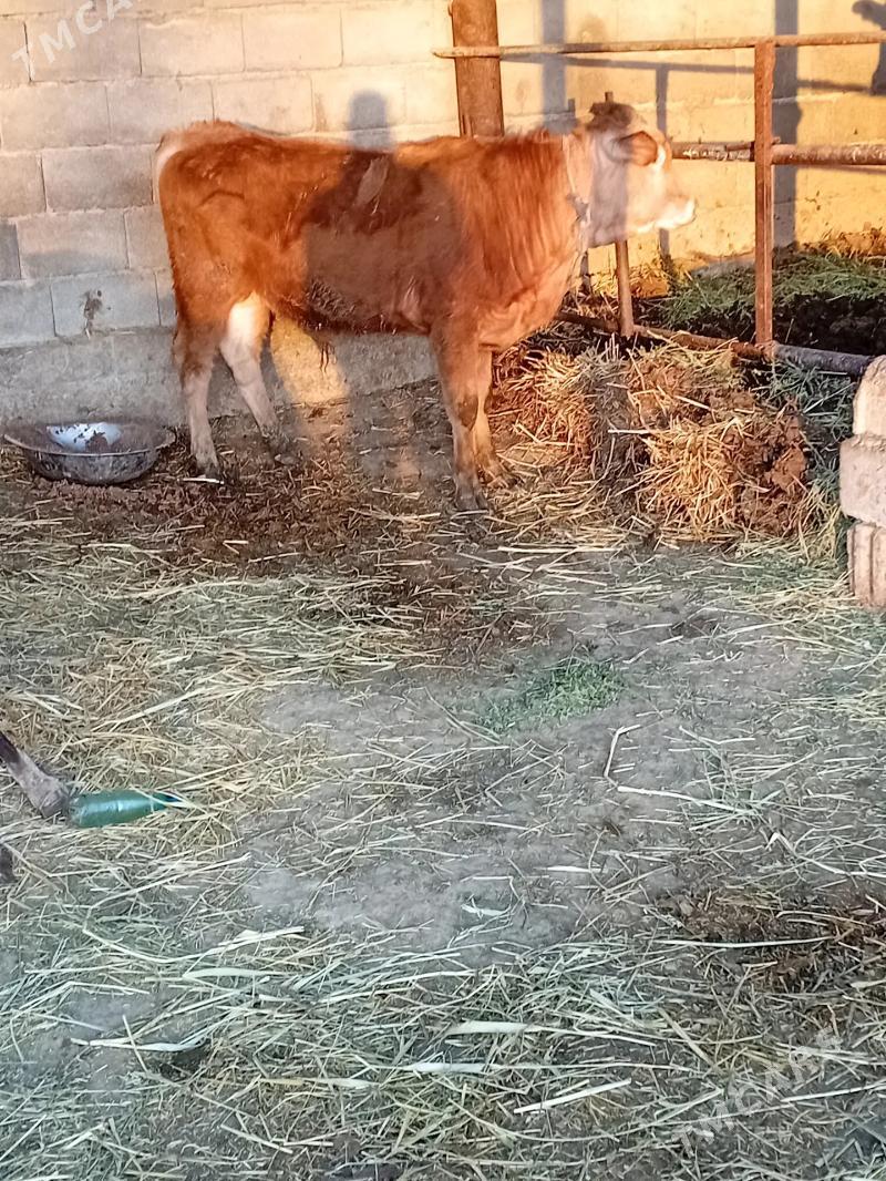 öküz - Ашхабад - img 1