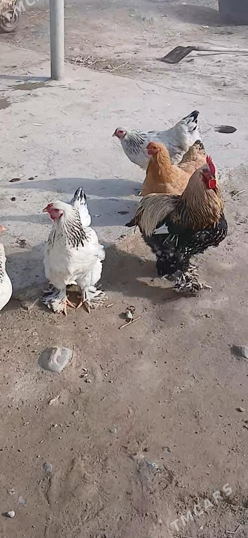 Byrama - Анев - img 1