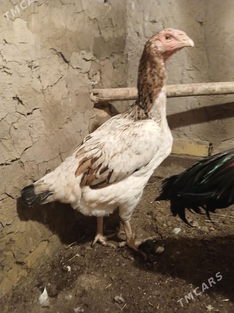 tasken maki - Гурбансолтан Едже - img 1