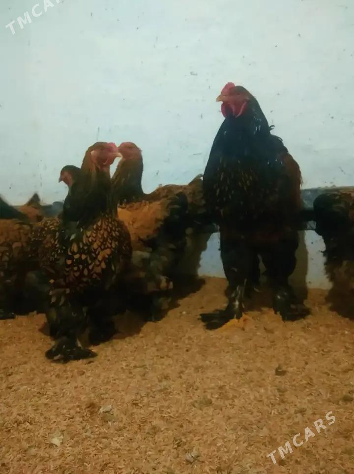 Gold laced brahma - Daşoguz - img 1