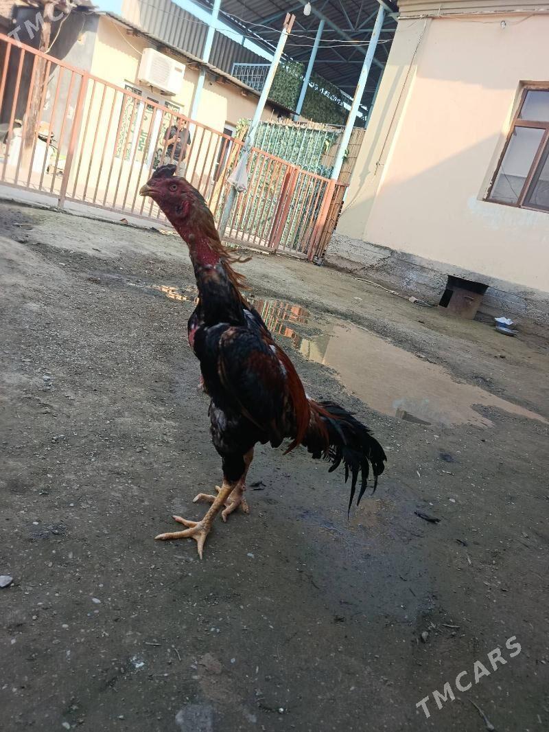 taskent horaz - Hitrowka - img 1