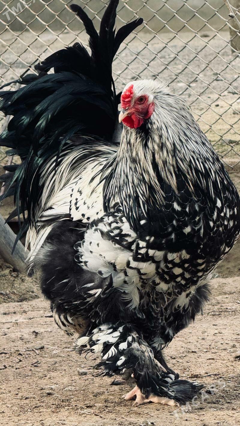 Horaz Brama horazlar brama - Gyzylarbat - img 1