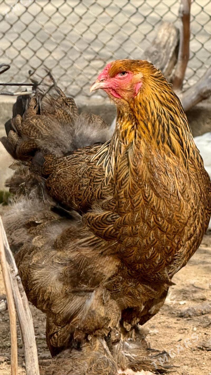 Towuk Brama towuklar brama - Gyzylarbat - img 1