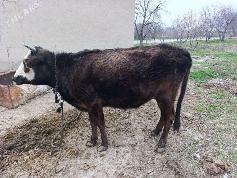 gysyr sygyr - Бахарден - img 1