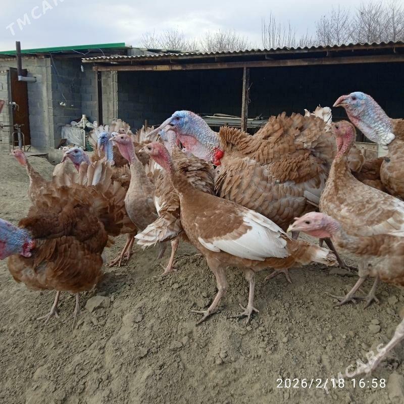 Owgan induk ýumurtga. - Бахарден - img 1