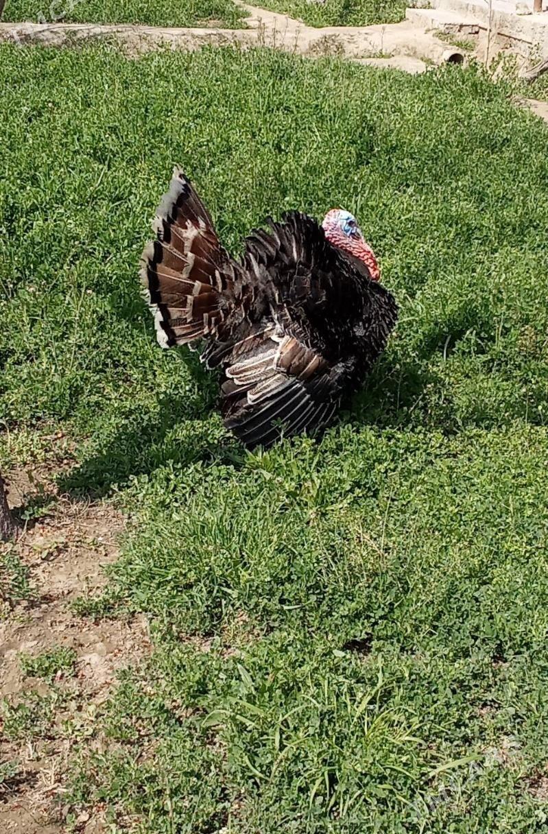 Induk erkek - Сакарчага - img 1