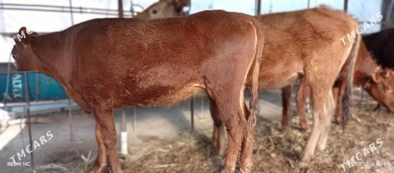 Baklyk 65 mlndan - Туркменабат - img 1