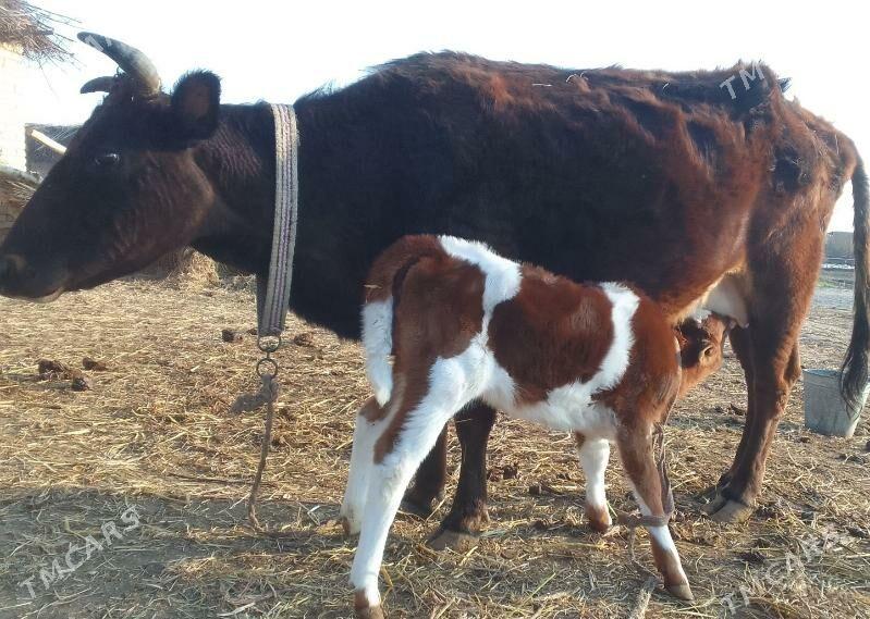 SAGLYK SYGYR - Дянев - img 1