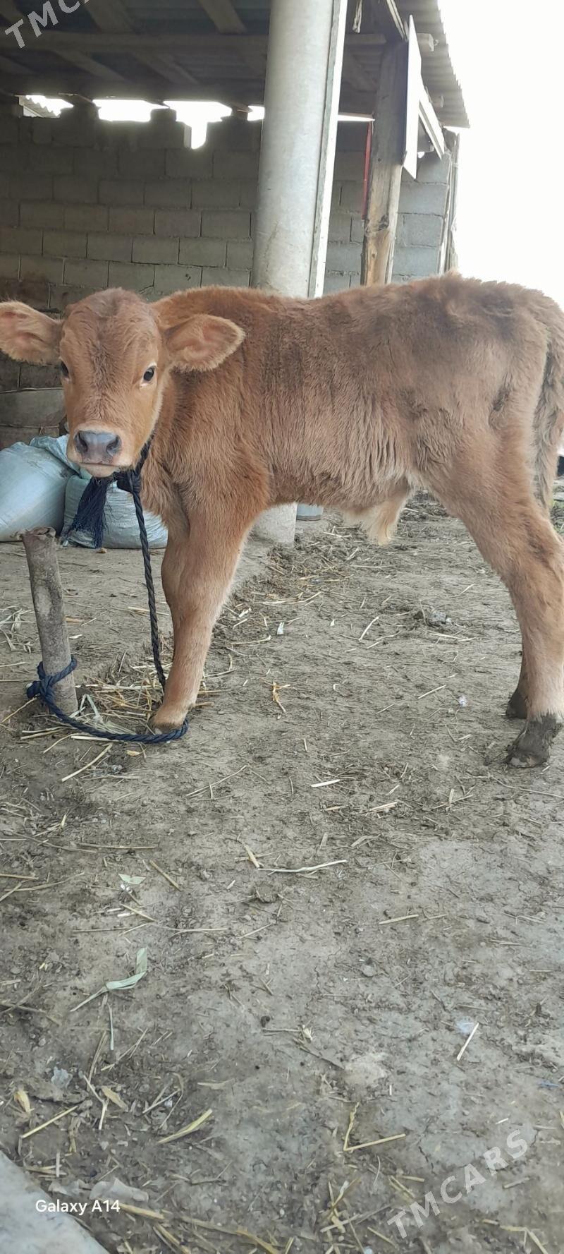 ÖKÜZ - Ашхабад - img 1