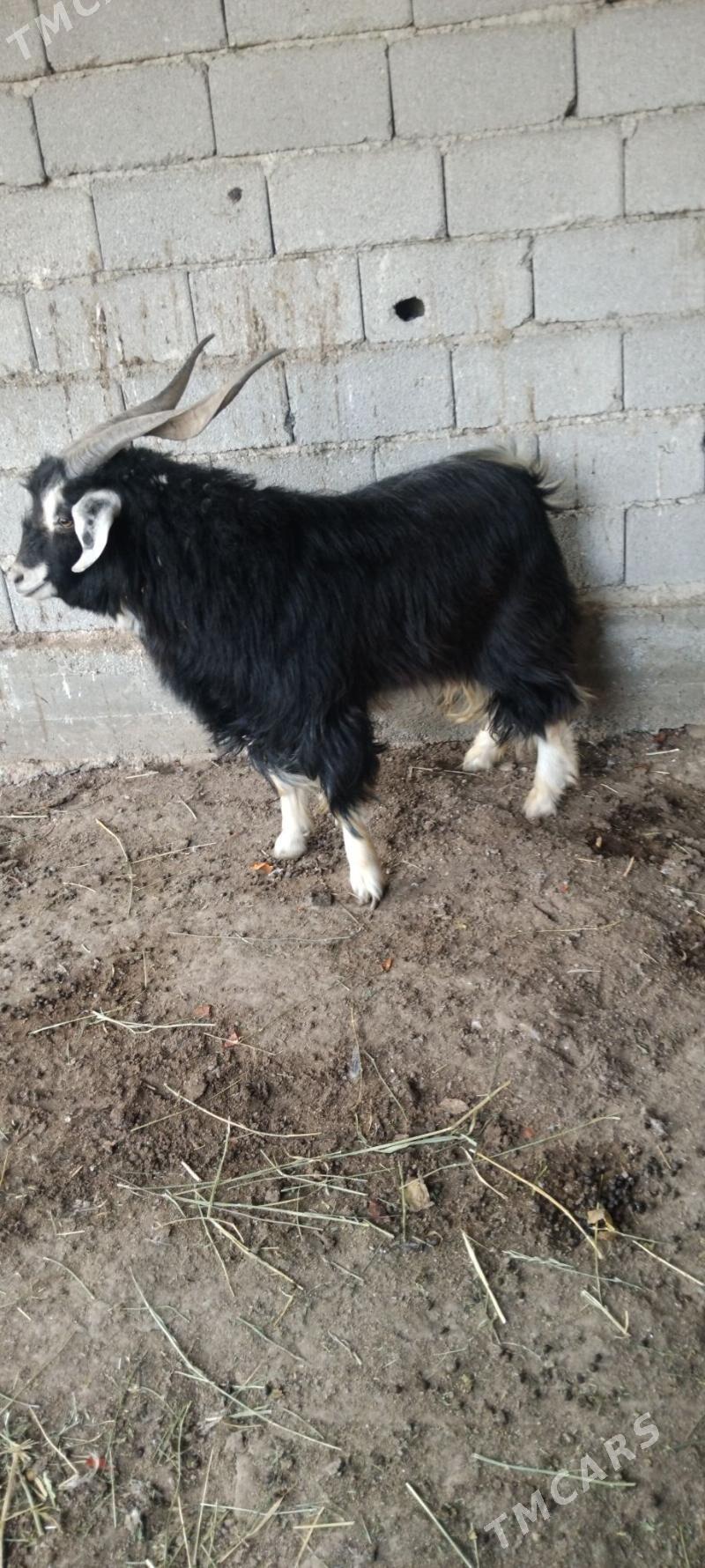 Goyunlar we geçiler - Яшлык - img 1