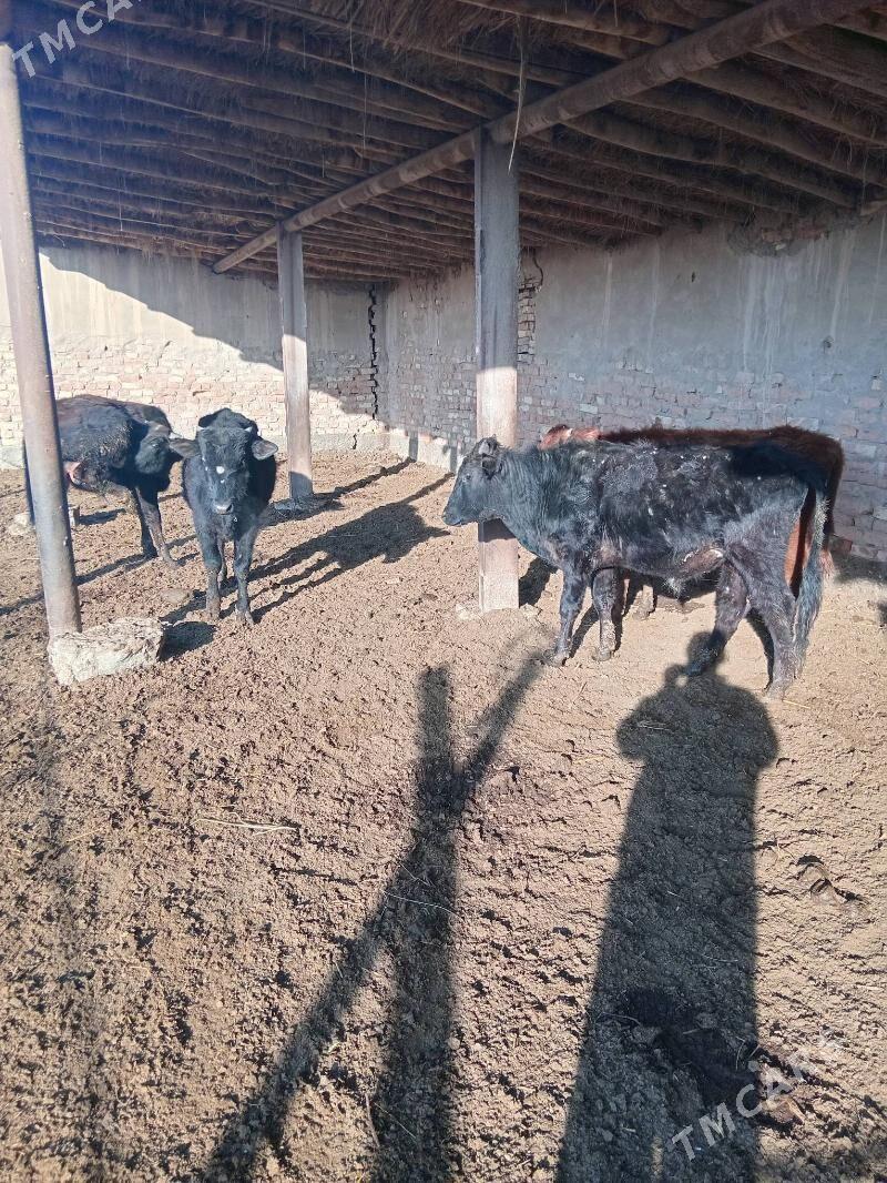 4 sany 1 ÿaşar őkűzçe - Сакар - img 1