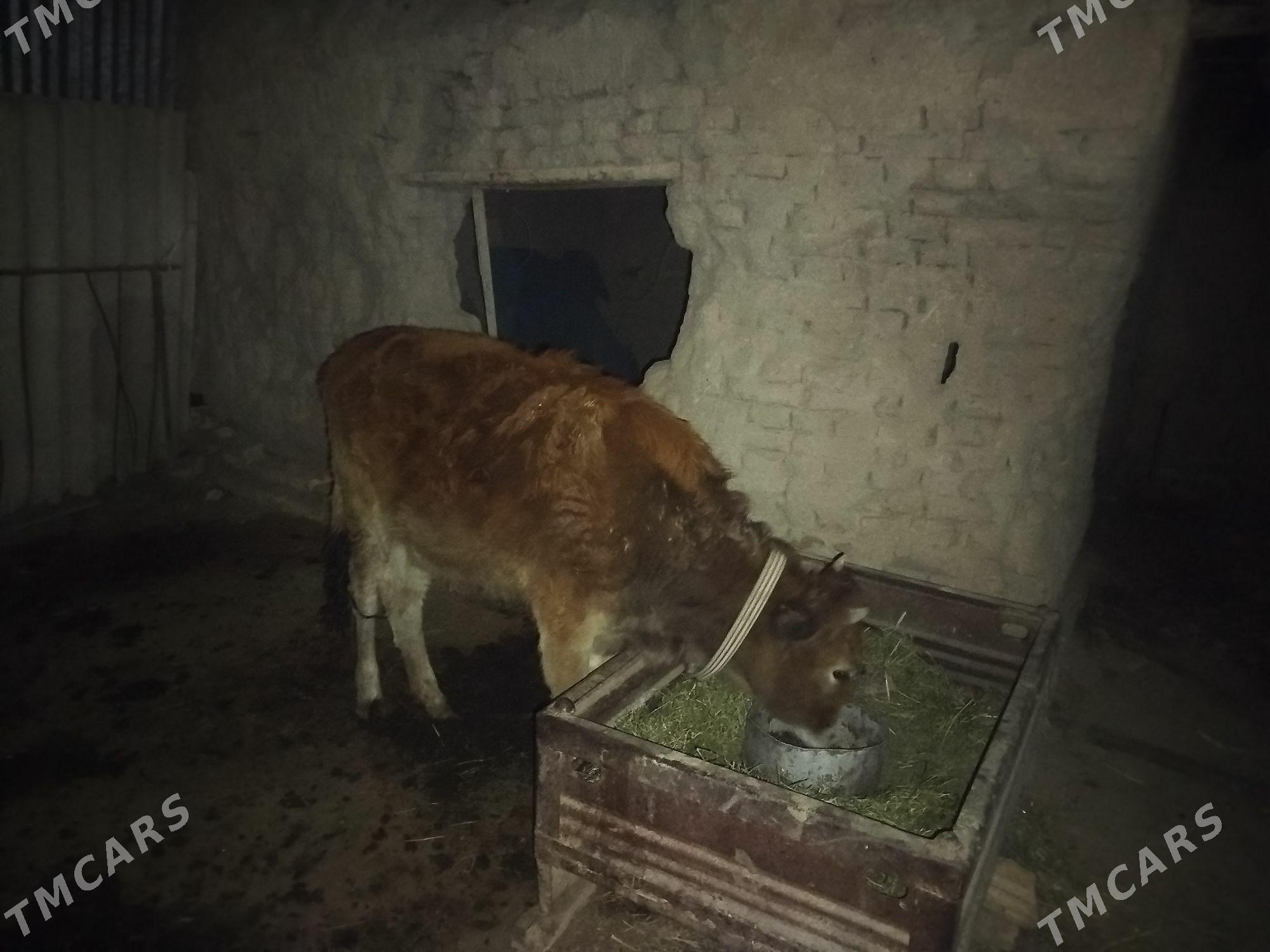 Gulajyn - Мары - img 1