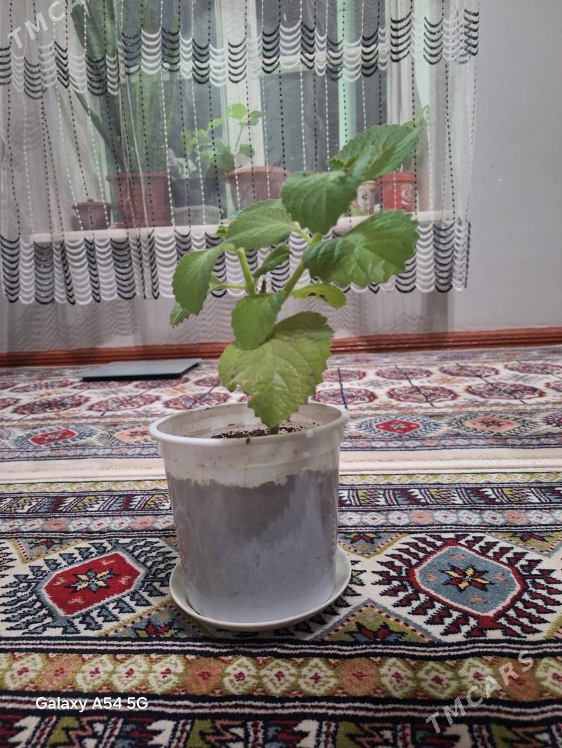 oy gulleri / limonnik - Ашхабад - img 1