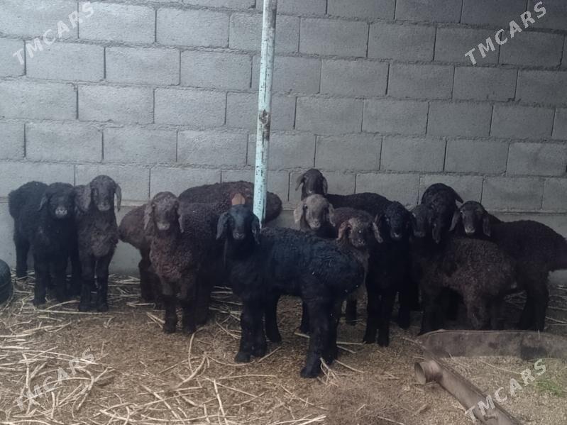 Berreler. - Теджен - img 1