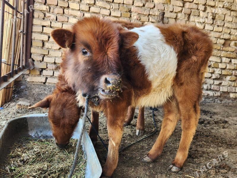 gole - Мары - img 1