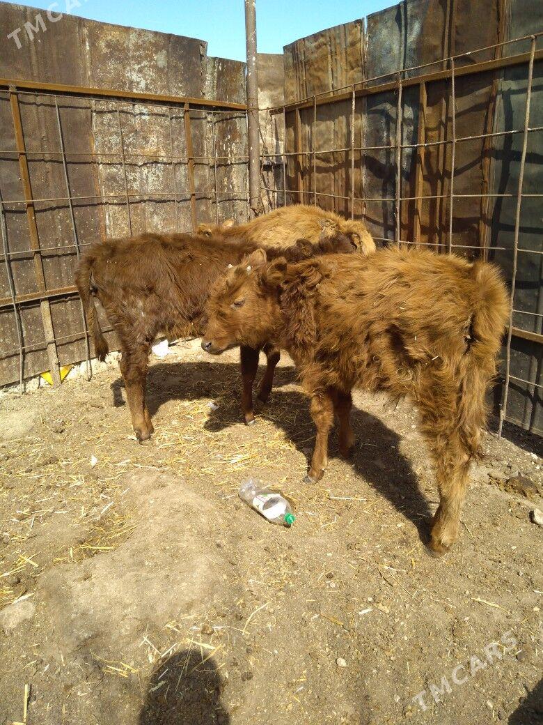 Gacar we okuzce - Балканабат - img 1