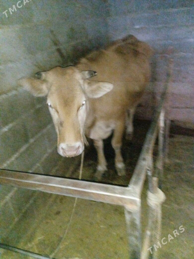 Sygyr - Гёкдепе - img 1