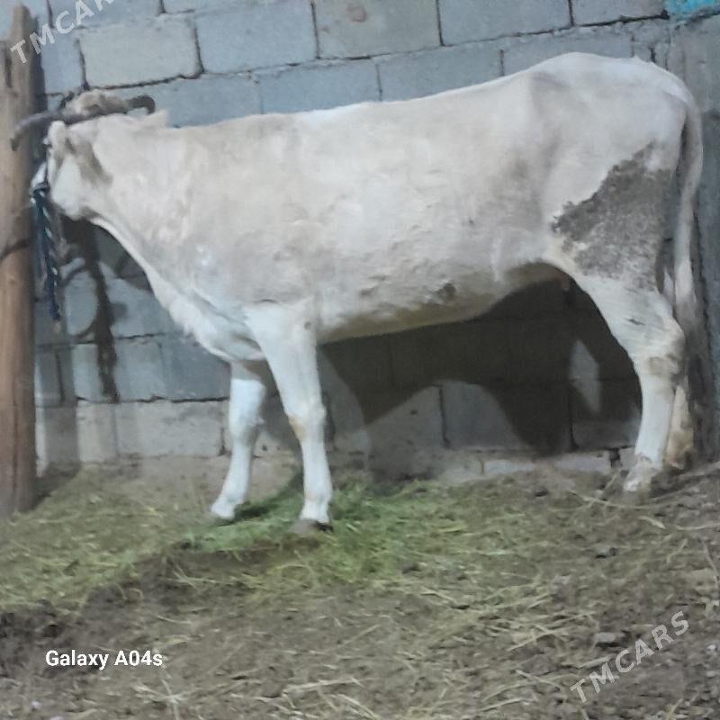 sygyr - Ашхабад - img 1