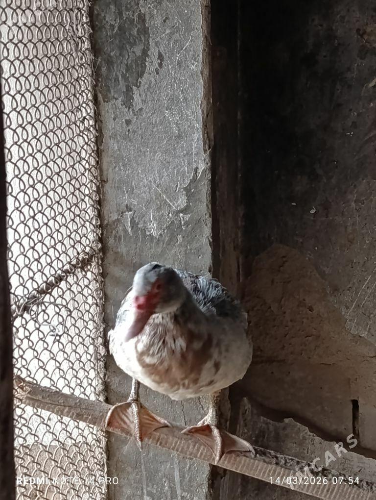 ордек. - Туркменабат - img 1