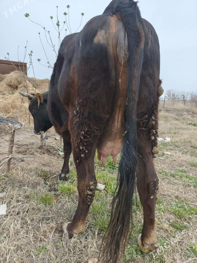yetik bogaz - Туркменабат - img 1