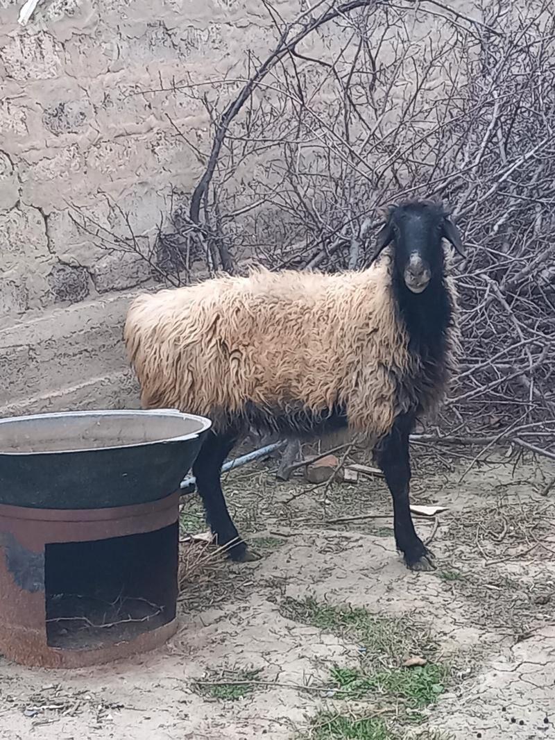 Ene goÿyn - Gökdepe - img 1