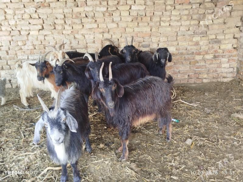 bogaz owlakly geciler. - Чарджоу - img 1