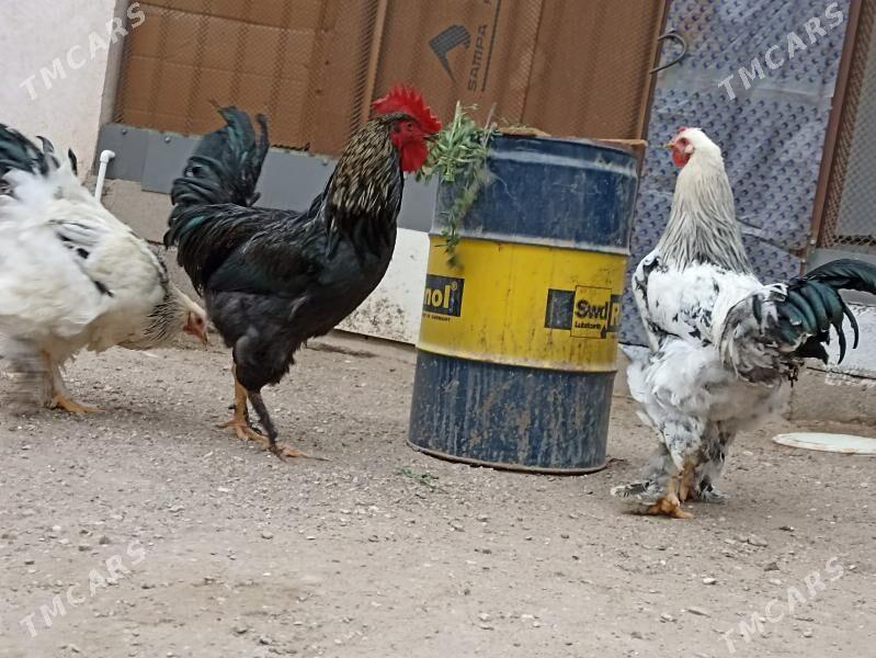 Jersi Gigant Horazla - Balkanabat - img 1