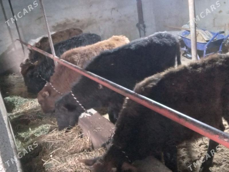 arzan 6.mal - Büzmeýin - img 1