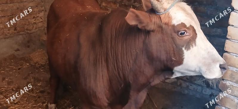 ÖKÜZ - Туркменабат - img 1