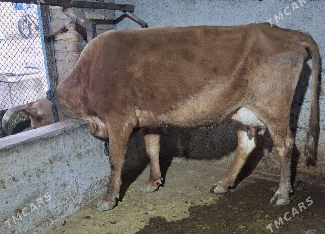 Goleli sygyr - Бахарден - img 1