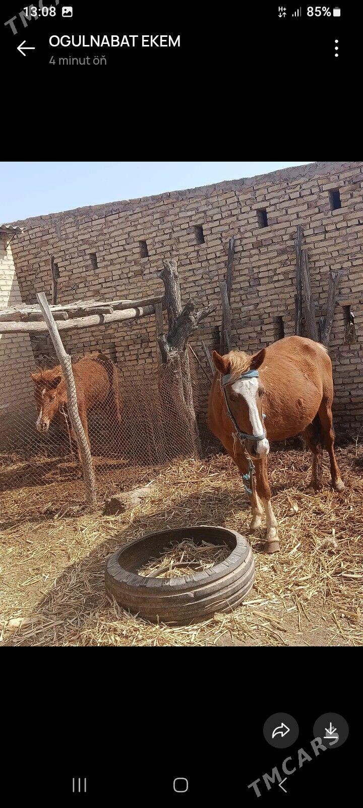 At - Халач - img 1