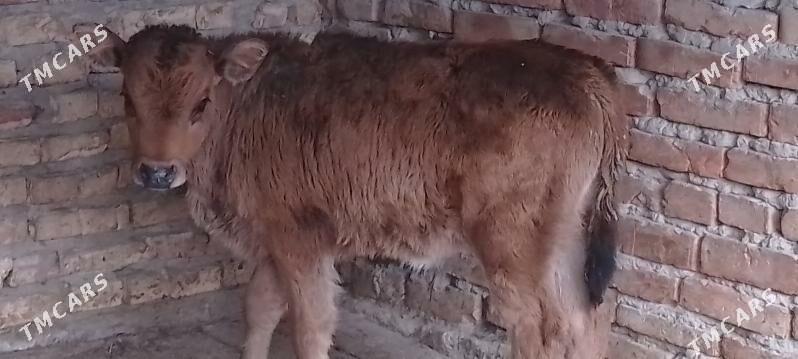 okuzce - Бахарден - img 1