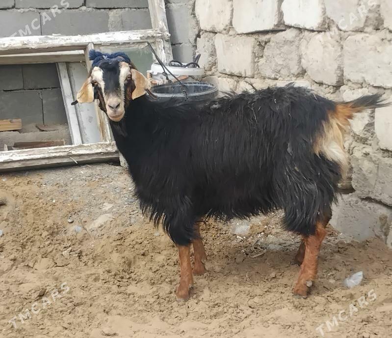 Bogaz geçi - Гуртли - img 1