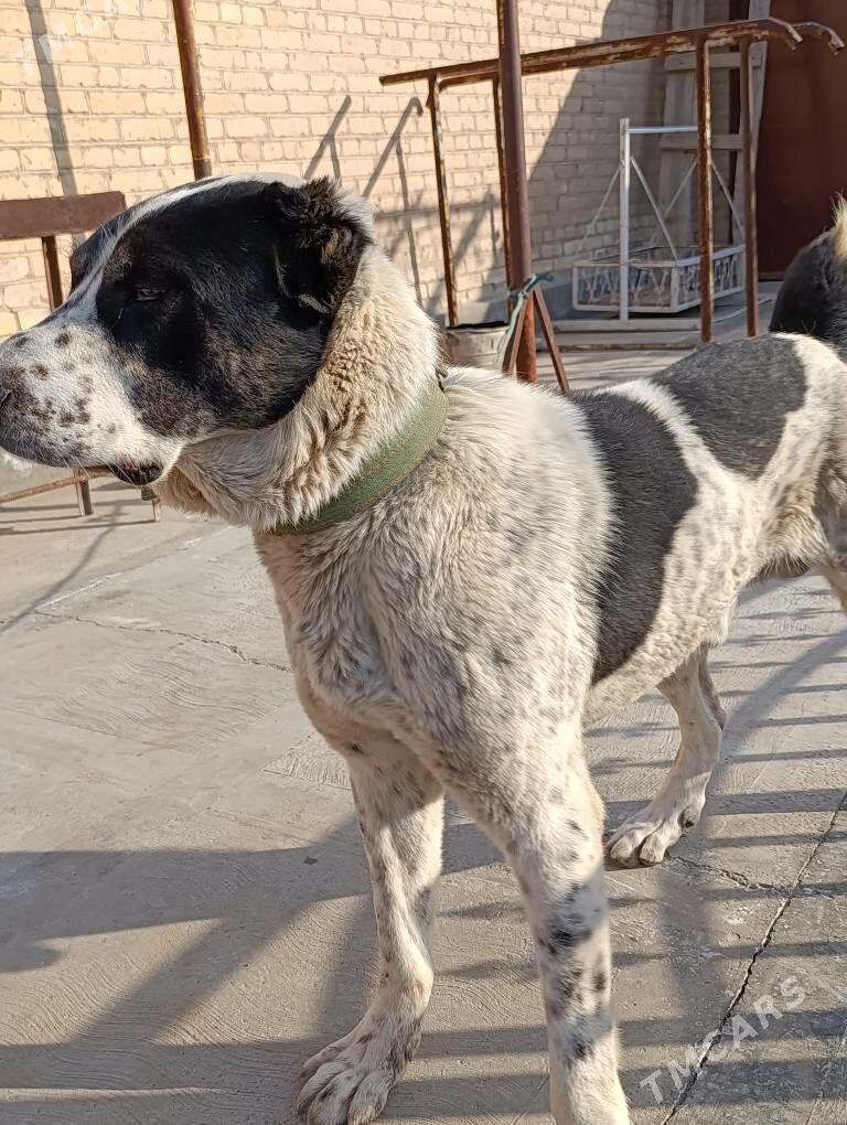 Copan it - Türkmenabat - img 1