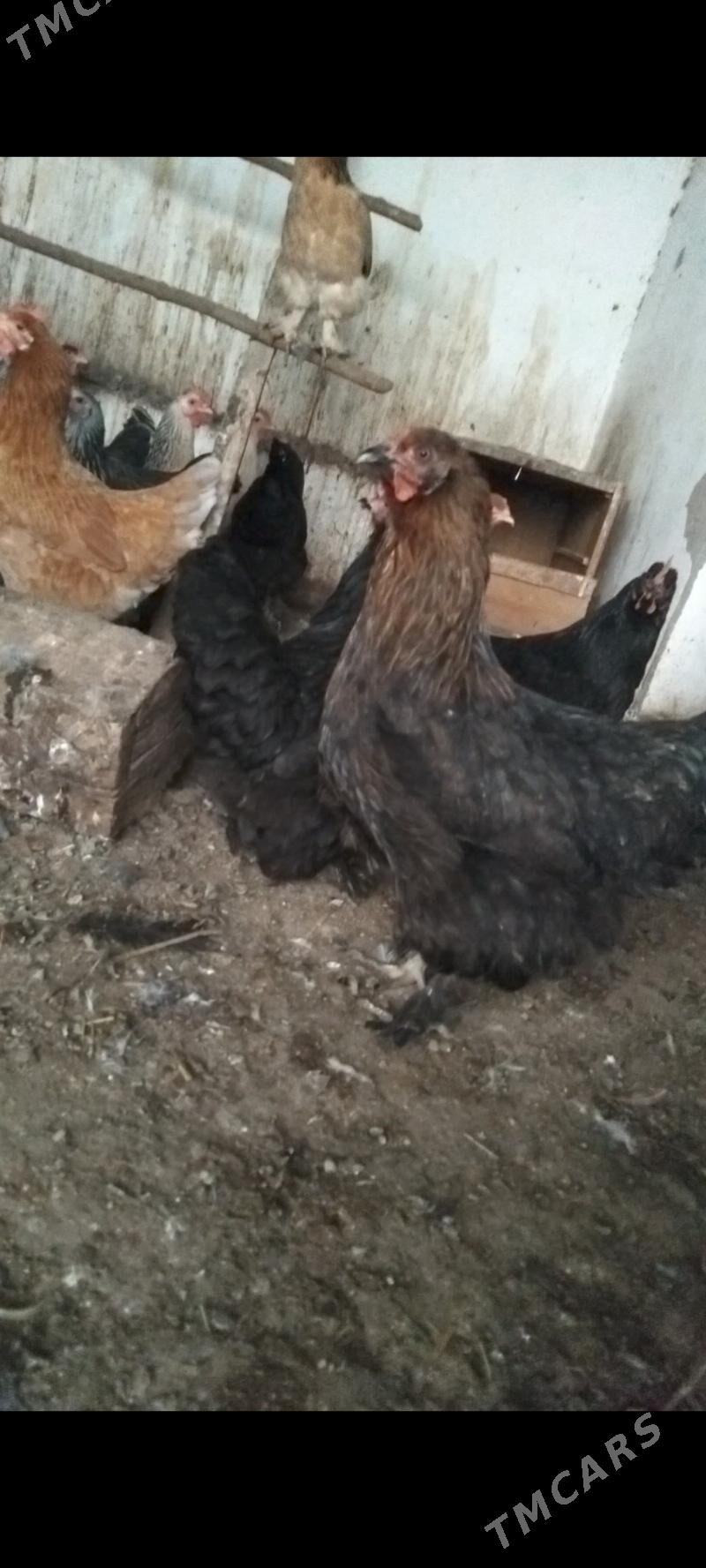 towuklar - Туркменгала - img 1