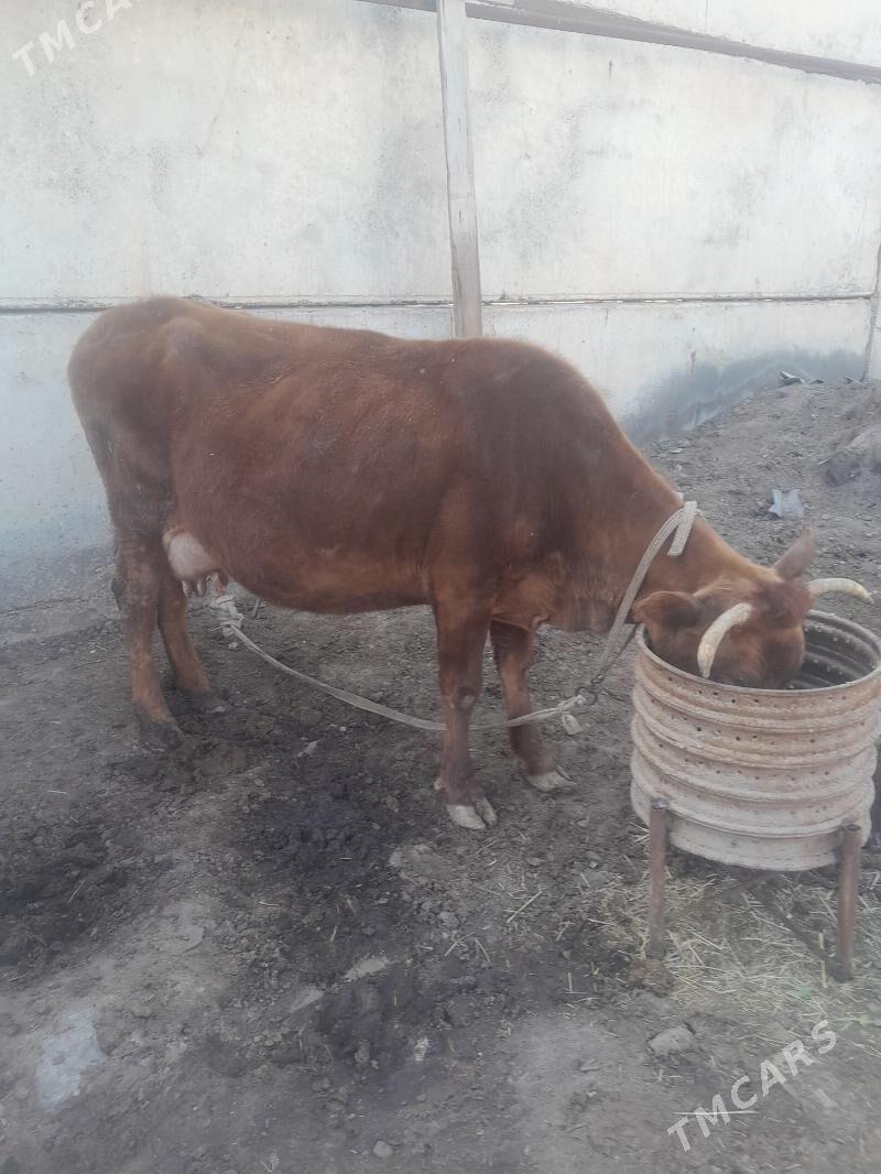 göleli sygyr - Baýramaly - img 1